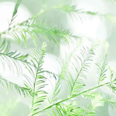 全民奇迹坐骑变态版4.0下载